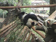 Panda, Kna, Chengdu 2004